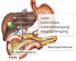 In ihr wird die galle, die von der leber für die verdauung von fetten im darm produziert wird, eingedickt und gespeichert. Gallenblasenerkrankungen Dr Lubos Kliniken