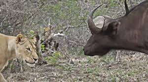 Gambar elang dan harimau hd terbaru. Download Banteng Ini Kalah Bertarung Dengan Seekor Kambing Yang Gagah Berani Mp4 Mp3 3gp Naijagreenmovies Fzmovies Netnaija