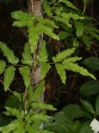 Image result for Lygodiaceae