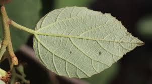 Image result for Cordia monoica