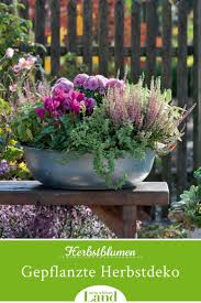 Romantische Pflanzideen Fur Balkon Und Terrasse Im Herbst In 2020 Herbstdeko Fur Draussen Pflanzen Alpenveilchen