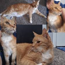 Maybe you would like to learn more about one of these? Hermitage No Kill Cat Shelter Protection Adoption Sanctuary
