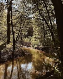 New The 10 Best Photography With Pictures Woods Gajavolgy Water Stream Watercourse Forest H Nature Photography Amazing Photography Photography