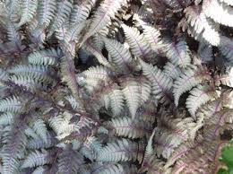Athyrium niponicum, the japanese painted fern, is a species of fern native to eastern asia. Japanese Painted Fern Athyrium Niponicum Goeringianum Pictum From Classic Groundcovers