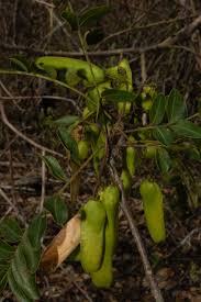 Image result for Schinopsis