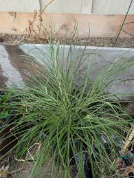 Image result for Emilia caespitosa