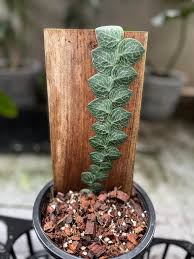 Image result for Rorippa cryptantha