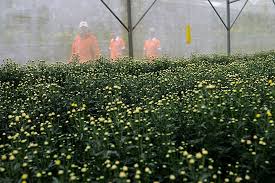 Maybe you would like to learn more about one of these? Mengintip Proses Penanaman Bunga Krisan