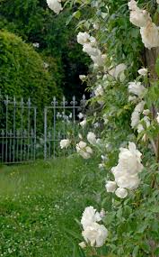 Arne Mejnard 20 In 2020 White Gardens Beautiful Gardens Moon Garden