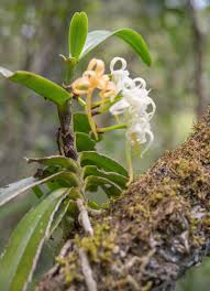 Image result for Cyrtorchis arcuata