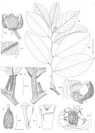 Image result for Monanthotaxis orophila