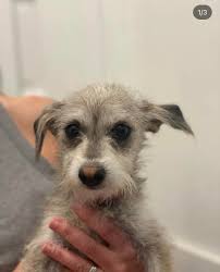 Meet Clara at PAWS of Coronado…she'll make you Feel Good!!