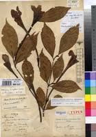 Image result for Rothmannia longiflora