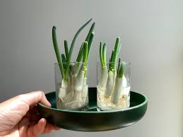 Wait at least 25 days after planting, and your green onions should be ready to harvest. Growing Green Onions In Water As My Quarantine Houseplant Curbed