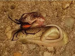 Snake and spider locked in a brutal death match. Deadly Redback Spider Fights Venomous Snake And Drags Entire Body Off Ground From Web Above