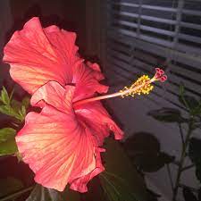 Hibiscus Blooming Every Day In December Bloom Hibiscus Flowers