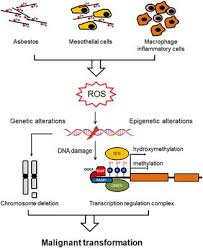 We did not find results for: Epigenetic Modification In Mesothelioma Frontiers Research Topic