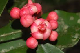 Image result for Symphonia globulifera