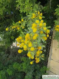Image result for Acacia karroo