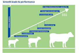 Calf Rearing Solutions Agrivantage