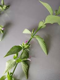 Image result for Dicliptera verticillata