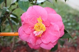 Jordan S Pride Camellia Aka Herme Jordan S Pride Flower Pink Bloomed January 15 Unique Flowers Flowers Different Flowers