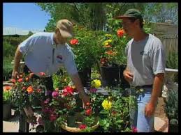 Get more stories delivered right to your email. How To Choose The Right Rose To Grow In New Mexico Youtube