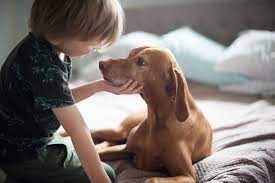 Über 7 millionen englischsprachige bücher. Pet Photography Central Coast