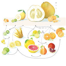 The Citrus Family Tree