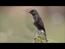 Kicau merdu, suara burung decu kembang atau sikatan belang, aves kecil dengan habitat di ketinggian, bukit dan. Download Suara Burung Decu Kembang Betina