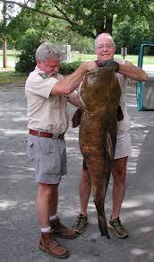 103 Lb Flathead Catfish Pulled From Ocmulgee