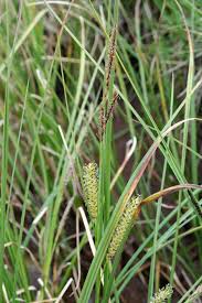Image result for Carex sp.no.1