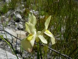 Image result for Moraea natalensis