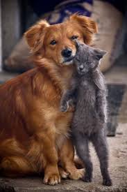 Pin On Animals To Love