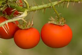 Image result for Solanum capsicoides