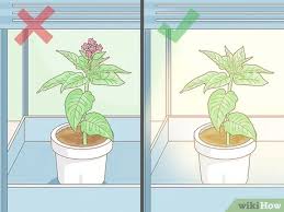 We did not find results for: Easy Ways To Grow Tobacco Inside With Pictures Wikihow