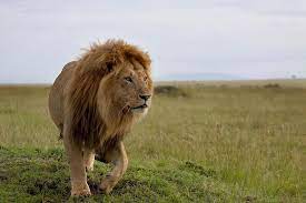Congo Lion Beautiful Lion Lion Photography Animals