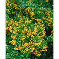 Lobed or wavy leaves with a fine down. Pyracantha Soleil D Or Pflanzen Fur Dich De 4 95