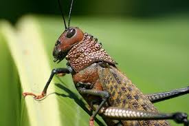 We did not find results for: What Do Grasshoppers Eat Grasshopper Diet