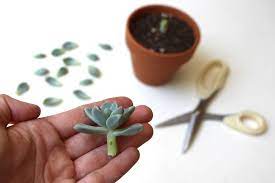 How to take a cutting for propagation. Propagating Succulents Needles Leaves