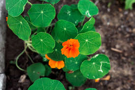 Try container gardening with vegetables for higher yields with a lot less work! 9 Best Flowers For The Vegetable Garden