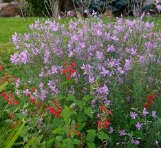 Image result for Epilobium salignum