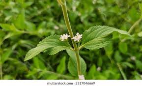 Image result for Lippia