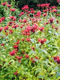 Image result for Monadenium laeve