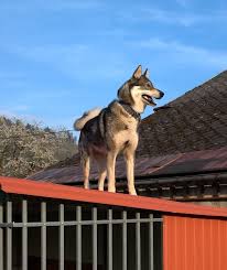 Image result for západosibiřská lajka