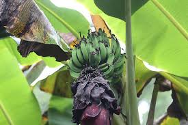 Image result for Musa acuminata