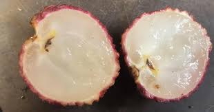 We did not find results for: Having Spent 5 000 19 Years Ago On A Lychee Tree From China This Farmer Has Successfully Bred Seedless Lychees From It Bored Panda