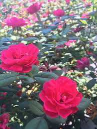 Enhance Your Landscape With Colorful Roses - Chambersville Tree Farm