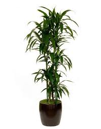 Once you've found a place make sure it has slightly moist soil that drains well. Lisa Dracaena When Watering Lisa Check The That The Soil Surface Is Dry Before Watering Checking For Moisture Can Be A B Plants House Plants Low Light Plants