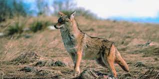 Give coyote no reason to stop by your home. How To Keep Coyotes Away Coyote Deterrent Repellent Options Predator Guard Predator Deterrents And Repellents